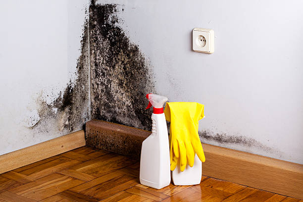Best Attic Mold Remediation in Garretson, SD